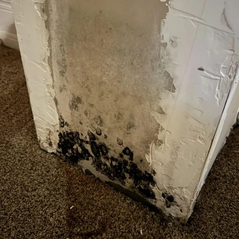 Professional Mold Removal in Grayson County, VA